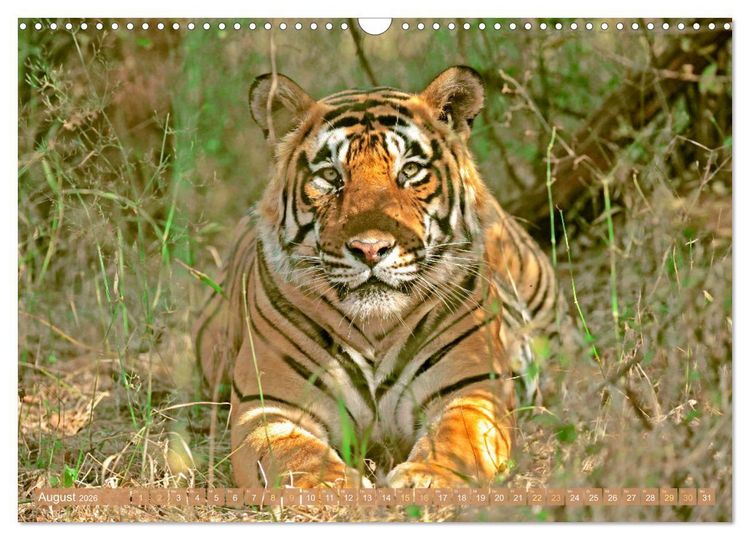 Produktbild: Tiger: Gestreifte J&auml;ger (Wandkalender 2026 DIN A3 quer), CALVENDO Monatskalender