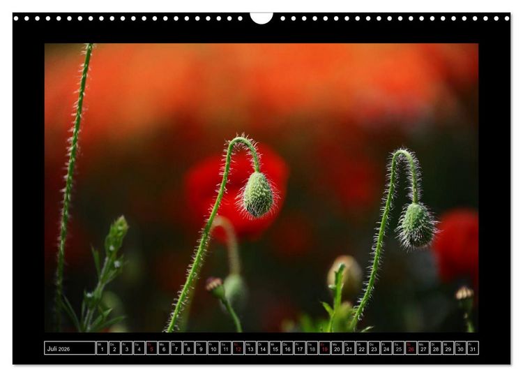 Produktbild: Roter Mohn, bunte Wiesen (Wandkalender 2026 DIN A3 quer), CALVENDO Monatskalender
