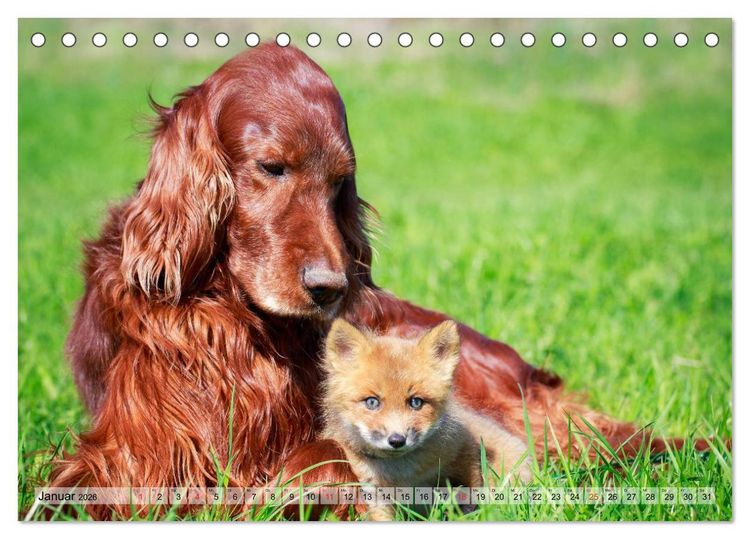 Produktbild: Beste Freunde - Bezaubernde Tierfreundschaften (Tischkalender 2026 DIN A5 quer), CALVENDO Monatskalender