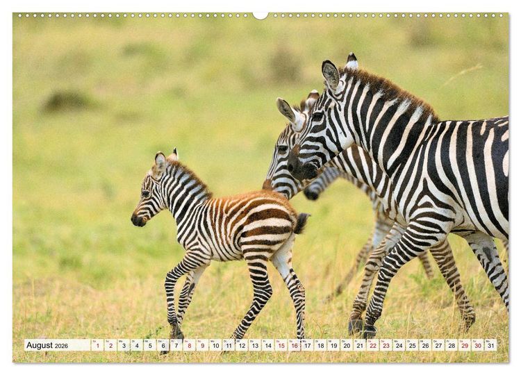 Produktbild: Faszination Afrika: Zebras (Wandkalender 2026 DIN A2 quer), CALVENDO Monatskalender