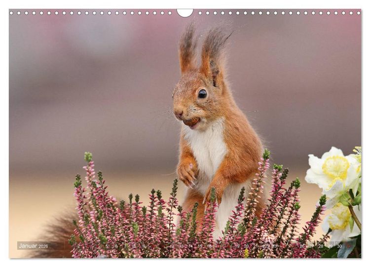 Produktbild: Eichh&ouml;rnchen Momentaufnahmen f&uuml;rs Herz (Wandkalender 2026 DIN A3 quer), CALVENDO Monatskalender