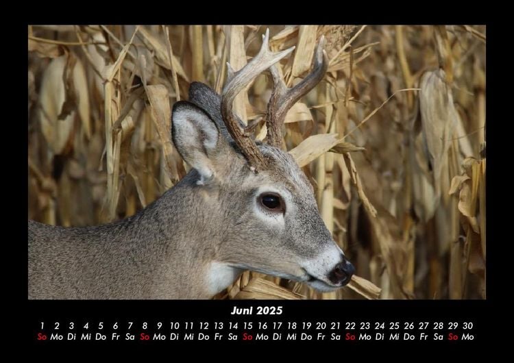 Produktbild: Welt der Tiere 2025 Fotokalender DIN A3