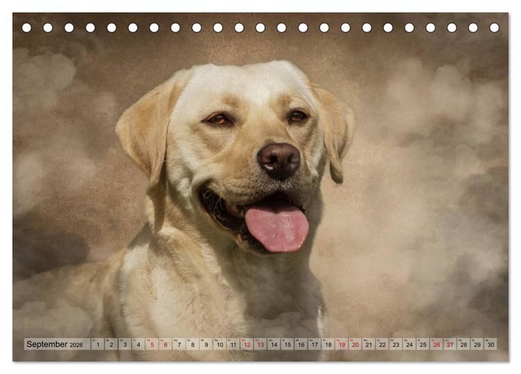 Produktbild: Jagdhunde im Portrait (Tischkalender 2026 DIN A5 quer), CALVENDO Monatskalender