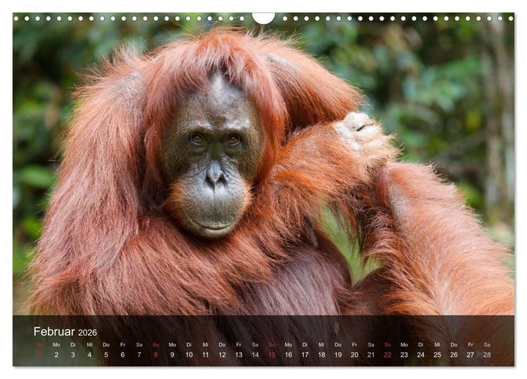 Produktbild: Menschenaffen. Gorillas, Schimpansen, Orang-Utans (Wandkalender 2026 DIN A3 quer), CALVENDO Monatskalender