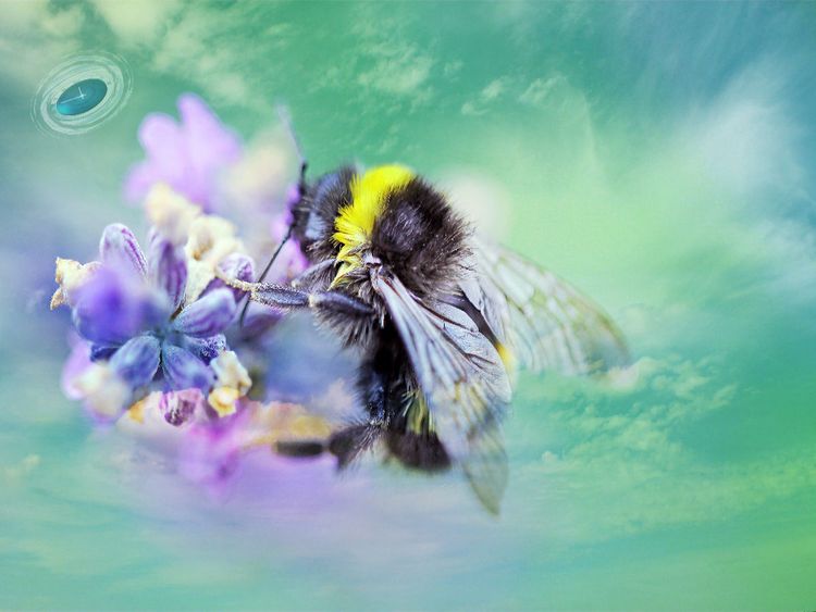 Produktbild: CALVENDO Puzzle Die kleine Hummel auf Nektarsuche | 1000 Teile Lege-Gr&ouml;&szlig;e 64x48cm Foto-Puzzle f&uuml;r gl&uuml;ckliche Stunden