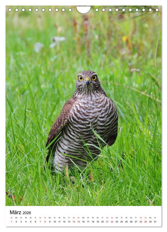 Produktbild: Adler, Eule und Co - Gefiederte J&auml;ger im Portrait (Wandkalender 2026 DIN A4 hoch), CALVENDO Monatskalender