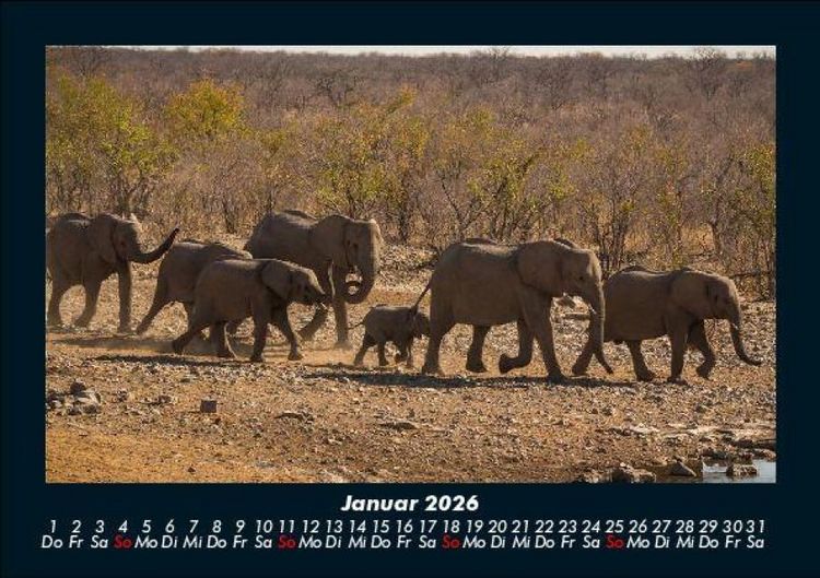 Produktbild: Der Elefantenkalender 2026 Fotokalender DIN A5