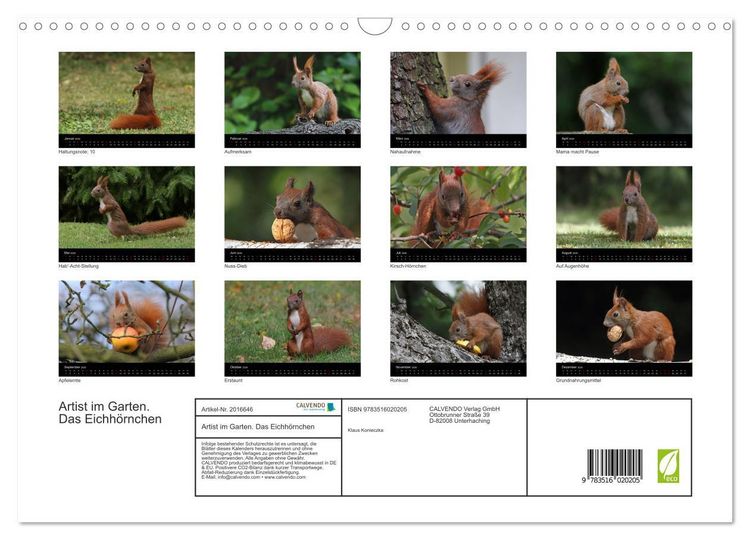 Produktbild: Artist im Garten. Das Eichh&ouml;rnchen (Wandkalender 2026 DIN A3 quer), CALVENDO Monatskalender