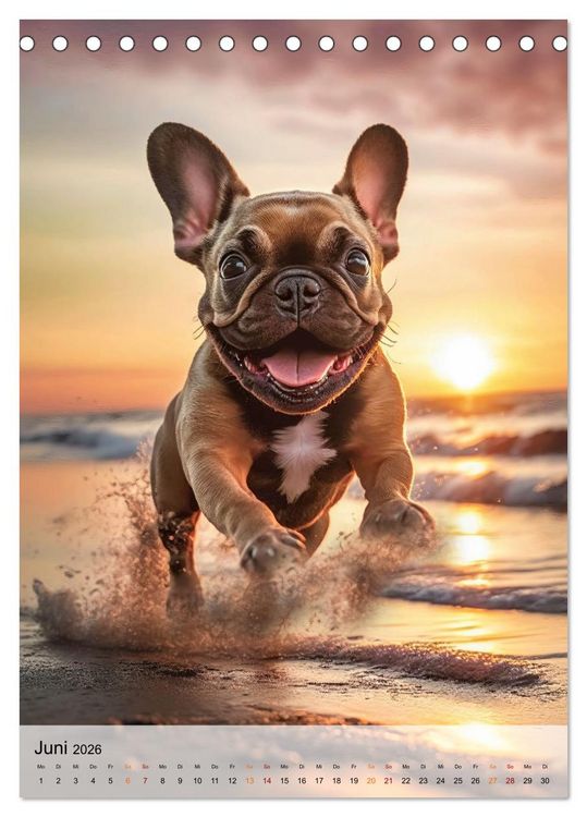 Produktbild: Franz&ouml;sische Bulldogge - ein Hund f&uuml;r die Familie (Tischkalender 2026 DIN A5 hoch), CALVENDO Monatskalender