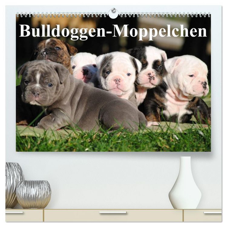 Produktbild: Bulldoggen-Moppelchen (hochwertiger Premium Wandkalender 2026 DIN A2 quer), Kunstdruck in Hochglanz