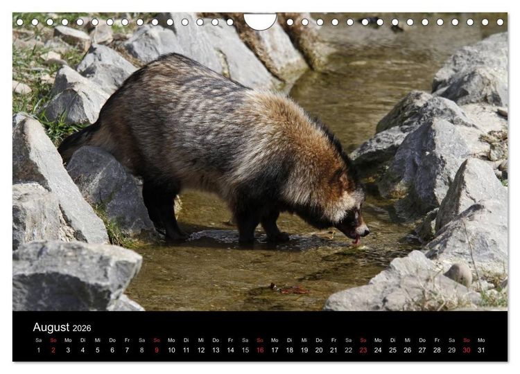 Produktbild: Marderhunde (Wandkalender 2026 DIN A4 quer), CALVENDO Monatskalender