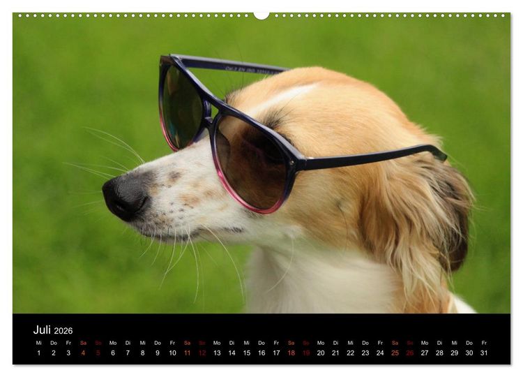 Produktbild: Der Silken Windsprite - ein Seelenhund (hochwertiger Premium Wandkalender 2026 DIN A2 quer), Kunstdruck in Hochglanz