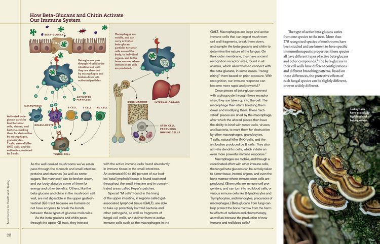 Produktbild: Christopher Hobbs's Medicinal Mushrooms: The Essential Guide