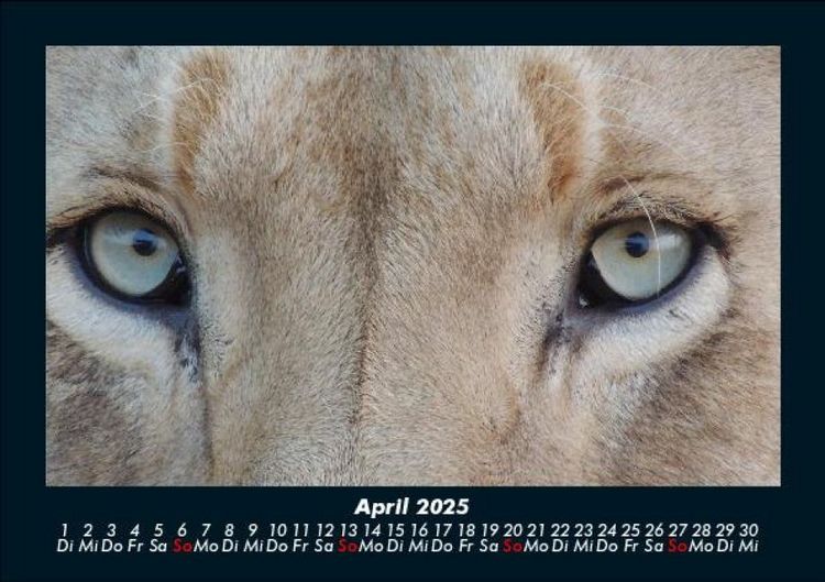 Produktbild: L&ouml;wen in der Wildnis 2025 Fotokalender DIN A5