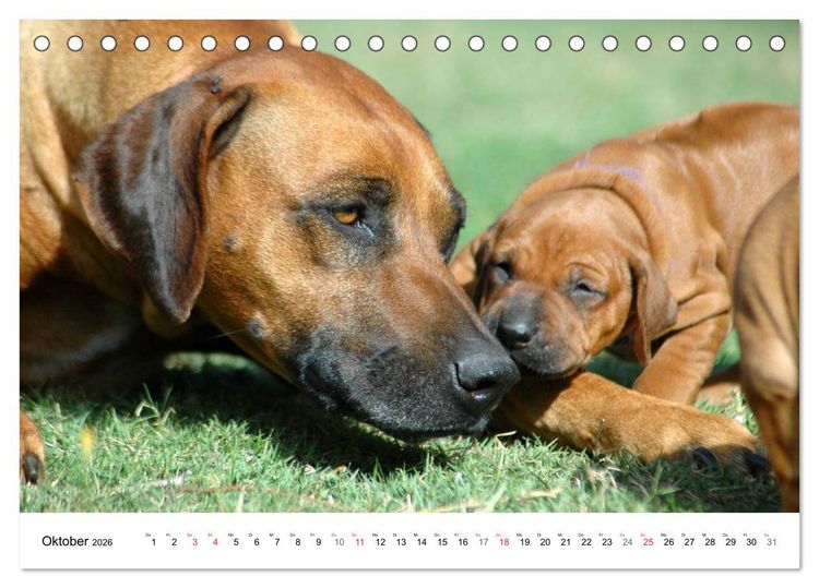 Produktbild: Rhodesian Ridgeback Welpen (Tischkalender 2026 DIN A5 quer), CALVENDO Monatskalender