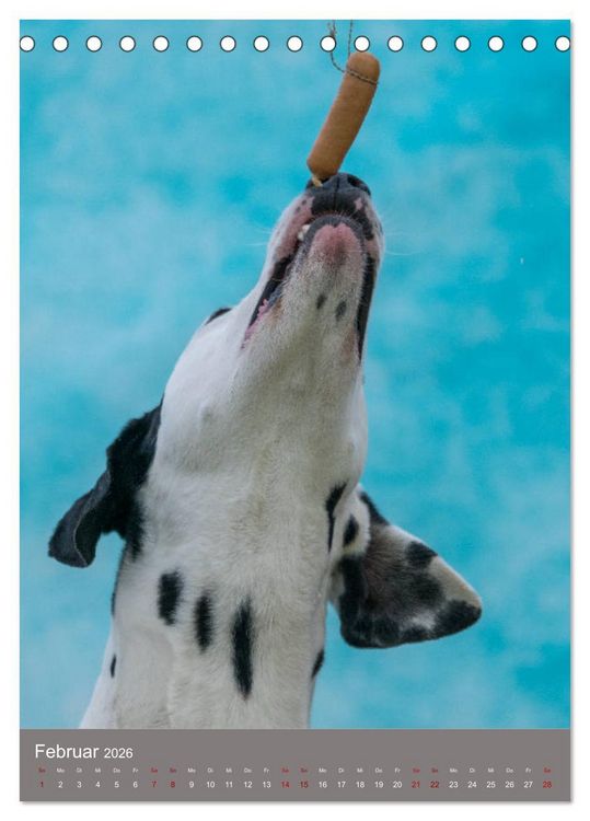 Produktbild: Hundegesichter beim W&uuml;rstchenschnappen (Tischkalender 2026 DIN A5 hoch), CALVENDO Monatskalender