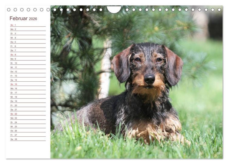 Produktbild: Familienplaner - Liebenswerte Rabauken - Rauhaardackel (Wandkalender 2026 DIN A4 quer), CALVENDO Monatskalender