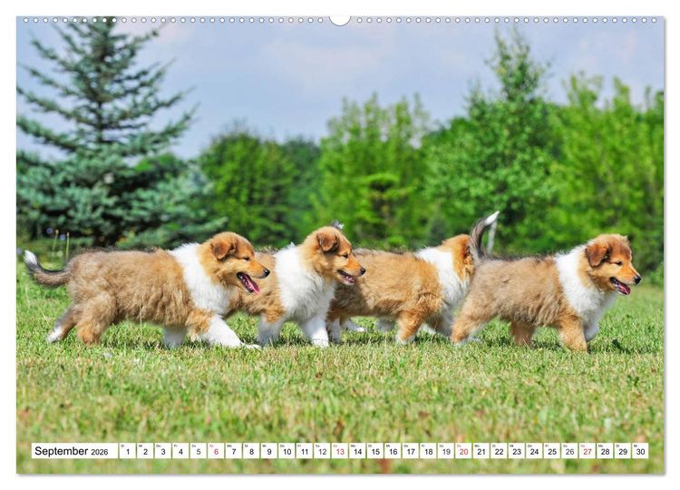 Produktbild: Colliewelpen - kleine Collies erobern die Welt (hochwertiger Premium Wandkalender 2026 DIN A2 quer), Kunstdruck in Hochglanz