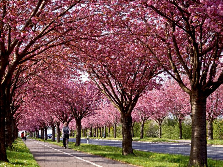 Produktbild: CALVENDO Puzzle Kirschbl&uuml;te im Magdeburger Holzweg | 1000 Teile Lege-Gr&ouml;&szlig;e 64x48cm Foto-Puzzle f&uuml;r gl&uuml;ckliche Stunden