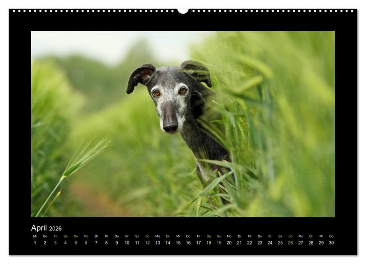 Produktbild: Windhund bunt (hochwertiger Premium Wandkalender 2026 DIN A2 quer), Kunstdruck in Hochglanz