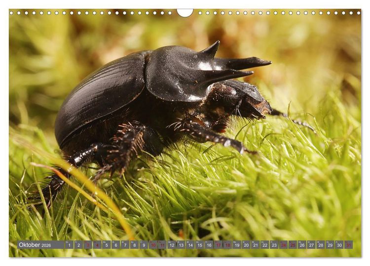 Produktbild: ABENTEUER K&Auml;FER (Wandkalender 2026 DIN A3 quer), CALVENDO Monatskalender