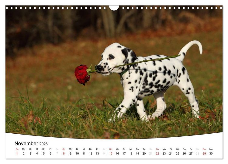 Produktbild: Welpen - Puppies (Wandkalender 2026 DIN A3 quer), CALVENDO Monatskalender