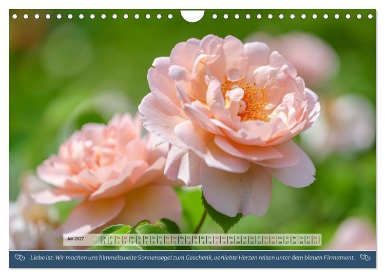 Produktbild: Rosen, Liebe ist (Wandkalender 2027 DIN A4 quer), CALVENDO Monatskalender