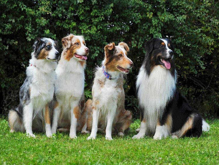 Produktbild: CALVENDO Puzzle Ein Motiv aus dem Kalender Bekannt wie ein bunter Hund. Australian Shepherd - Familienplaner hoch | 1000 Teile Lege-Gr&ouml;&szlig;e 64x48cm Foto
