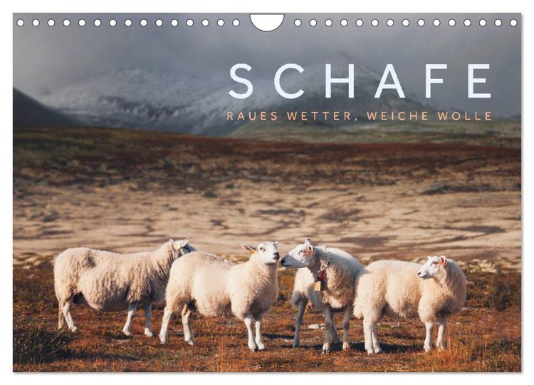 Produktbild: Schafe - Raues Wetter, weiche Wolle (Wandkalender 2026 DIN A4 quer), CALVENDO Monatskalender