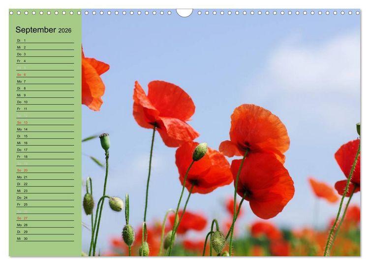 Produktbild: Mohnblumen Tr&auml;ume (Wandkalender 2026 DIN A3 quer), CALVENDO Monatskalender