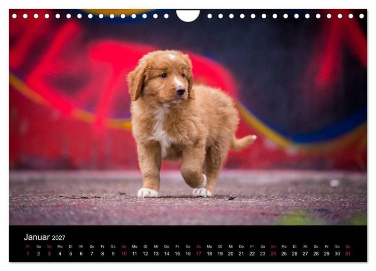 Produktbild: Toller - Nova Scotia Duck Tolling Retriever (Wandkalender 2027 DIN A4 quer), CALVENDO Monatskalender