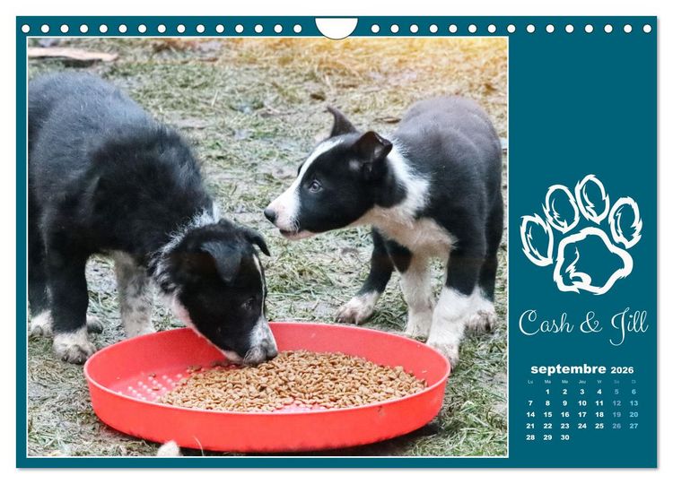 Produktbild: Border collie puppies (Calendrier mural 2026 DIN A4 vertical), CALVENDO calendrier mensuel