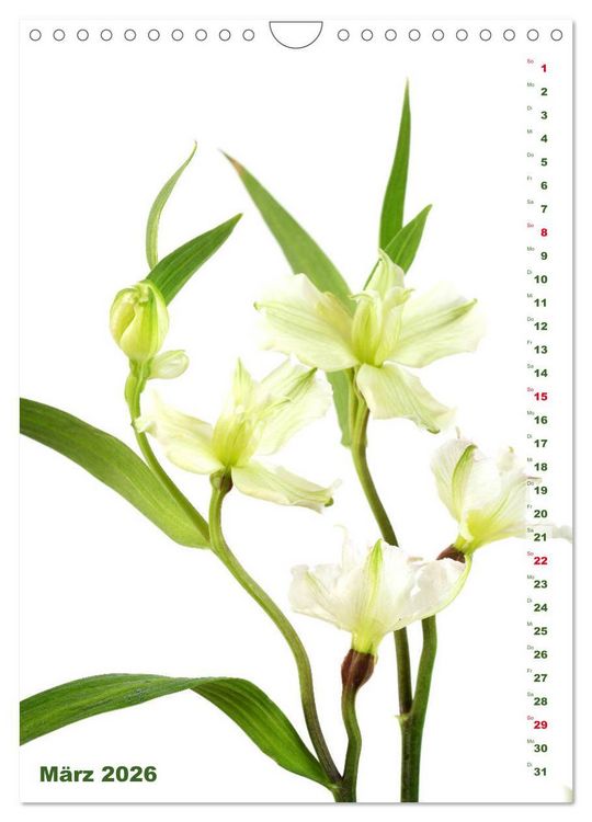 Produktbild: Lilien-Eleganz (Wandkalender 2026 DIN A4 hoch), CALVENDO Monatskalender