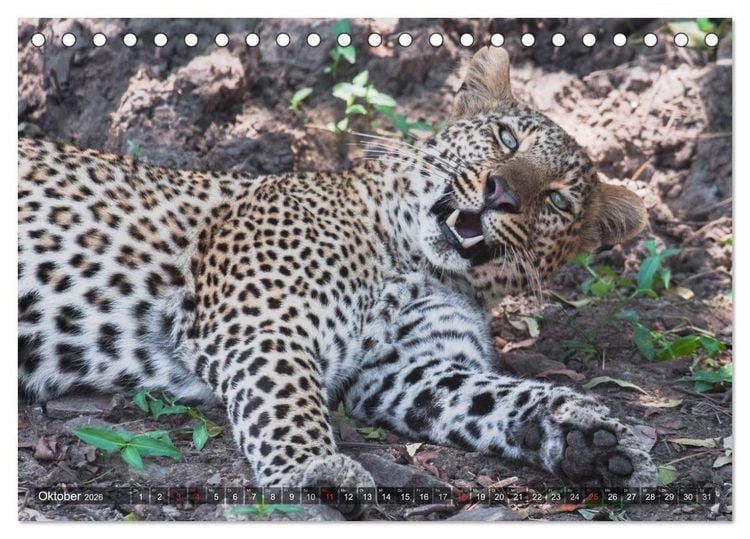 Produktbild: Leoparden - Geheimnisvolle J&auml;ger (Tischkalender 2026 DIN A5 quer), CALVENDO Monatskalender