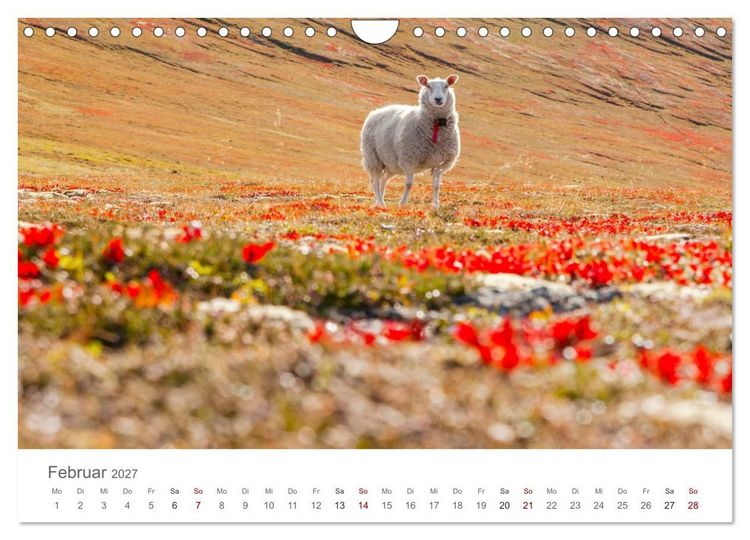 Produktbild: Schafe - Weich und wollig (Wandkalender 2027 DIN A4 quer), CALVENDO Monatskalender