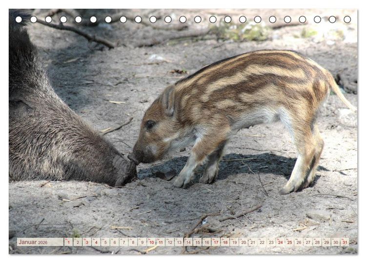 Produktbild: Tierische Schweinerei (Tischkalender 2026 DIN A5 quer), CALVENDO Monatskalender