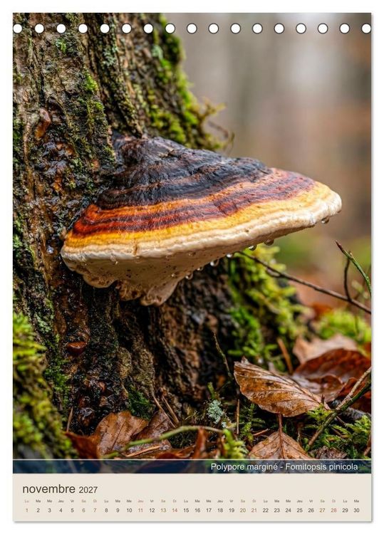 Produktbild: MAGIE DU SOUS-BOIS (Calendrier de bureau 2027 DIN A5 horizontal), CALVENDO calendrier mensuel