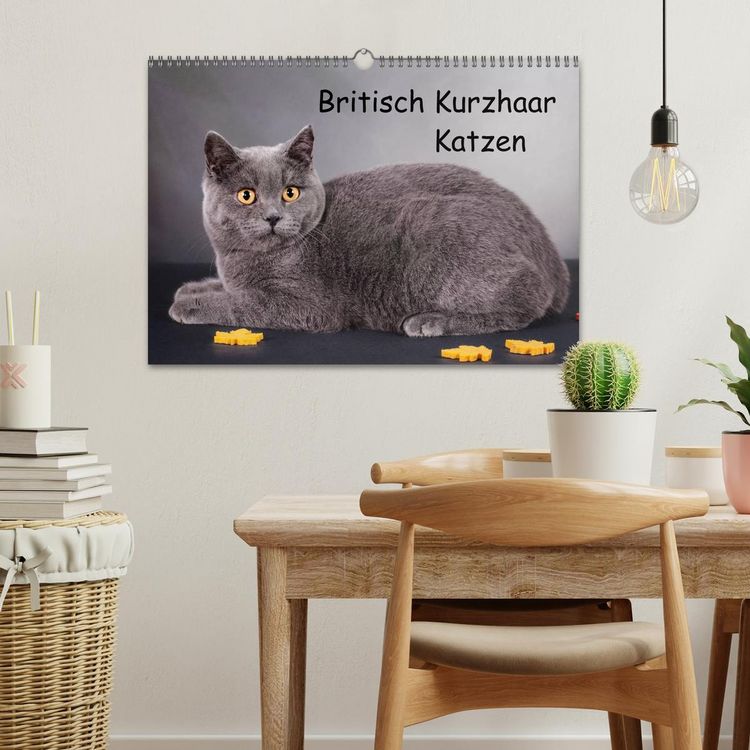 Produktbild: Britisch Kurzhaar Katzen (Wandkalender 2026 DIN A3 quer), CALVENDO Monatskalender