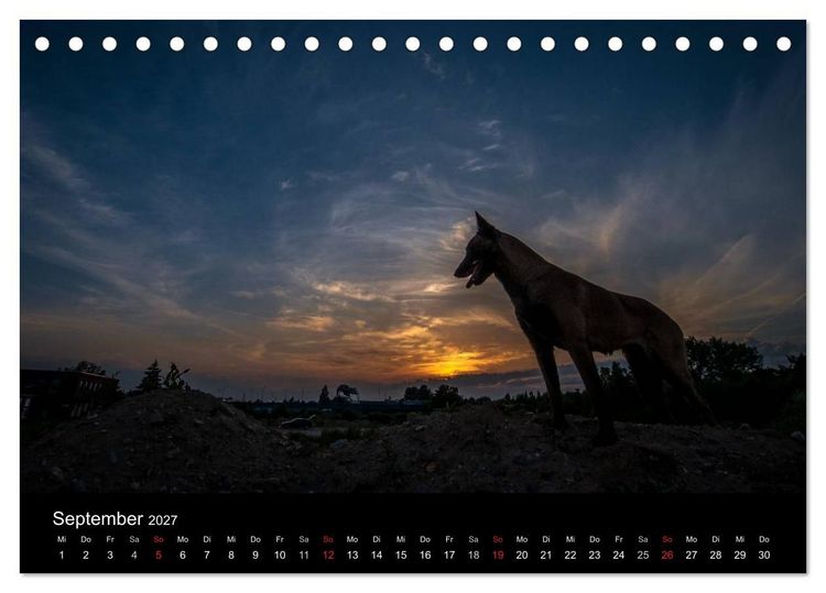 Produktbild: Belgische Sch&auml;ferhunde - Der Malinois im Licht (Tischkalender 2027 DIN A5 quer), CALVENDO Monatskalender