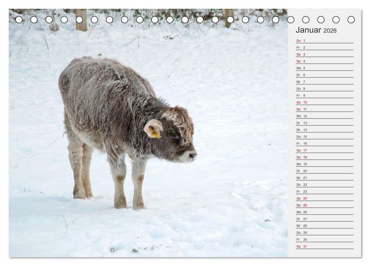 Produktbild: Die Kuh macht Muuuh! (Tischkalender 2026 DIN A5 quer), CALVENDO Monatskalender