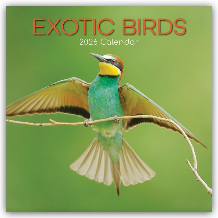 Produktbild: Exotic Birds – Exotische Vögel 2026 – 16-Monatskalender