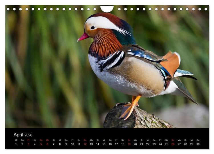 Produktbild: Tierkalender 2026 (Wandkalender 2026 DIN A4 quer), CALVENDO Monatskalender