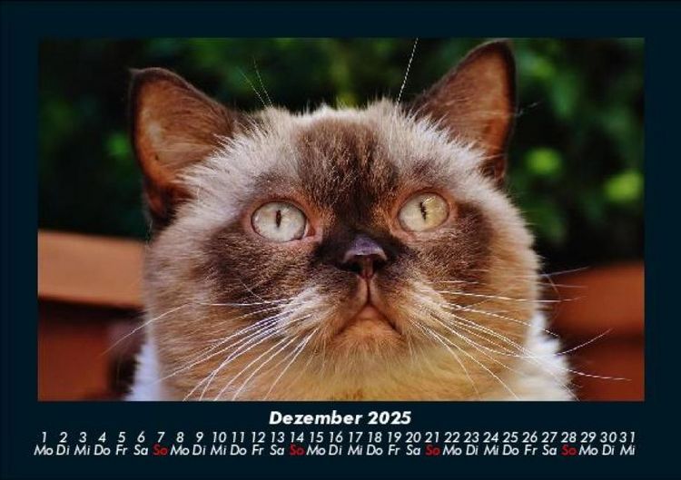 Produktbild: F&uuml;r Katzenfreunde 2025 Fotokalender DIN A5