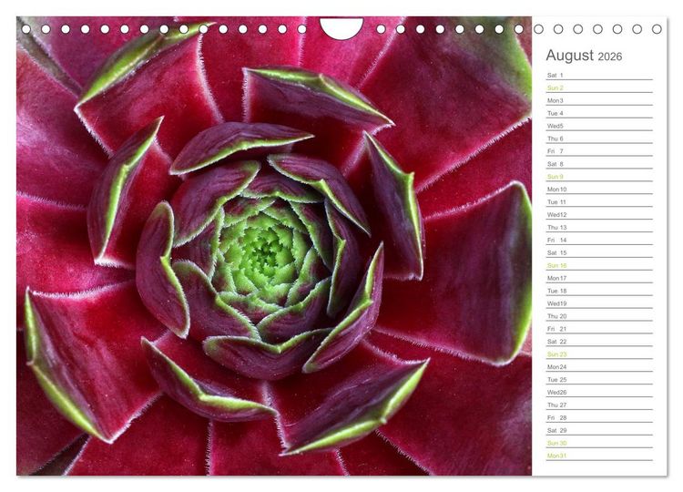 Produktbild: Sempervivum Fascinating Succulents (Wall Calendar 2026 DIN A4 landscape), CALVENDO 12 Month Wall Calendar
