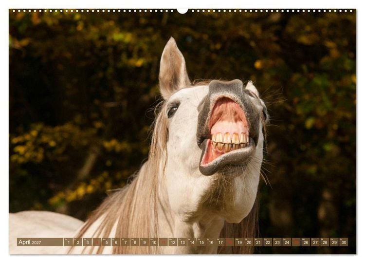 Produktbild: Das Lachen der Pferde - Lustige Gesichter (hochwertiger Premium Wandkalender 2027 DIN A2 quer), Kunstdruck in Hochglanz