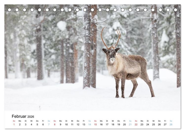 Produktbild: Tierwelt Skandinaviens (Tischkalender 2026 DIN A5 quer), CALVENDO Monatskalender