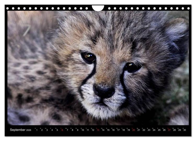 Produktbild: S&Uuml;DAFRIKA Augenblicke (Wandkalender 2026 DIN A4 quer), CALVENDO Monatskalender