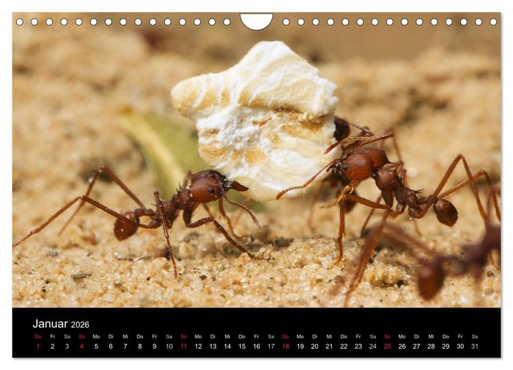 Produktbild: Atta sexdens - Blattschneiderameise (Wandkalender 2026 DIN A4 quer), CALVENDO Monatskalender