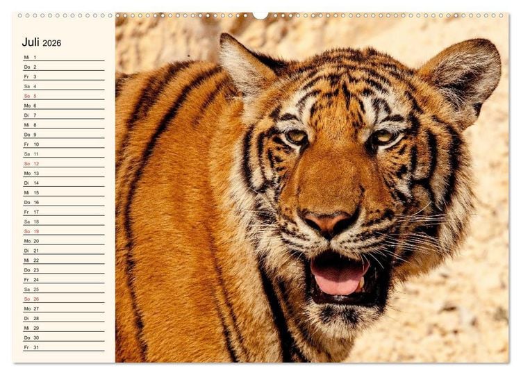 Produktbild: Tiger. Gestreift, wild und sch&ouml;n (Wandkalender 2026 DIN A2 quer), CALVENDO Monatskalender