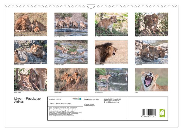 Produktbild: L&ouml;wen - Raubkatzen Afrikas (Wandkalender 2026 DIN A3 quer), CALVENDO Monatskalender